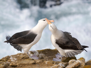 Typical courtship and greeting behavior. Black-browed Albatross or Mollymawk on Saunders Island. South America, Falkland Islands.