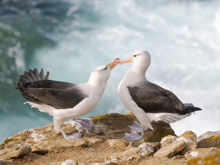 Typical courtship and greeting behavior. Black-browed Albatross or Mollymawk on Saunders Island. South America, Falkland Islands.