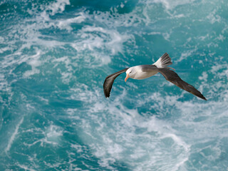 Black-browed Albatross or Mollymawk flying over the cliffs of Saunders Island. South America, Falkland Islands.