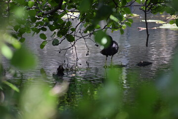 green apple tree in water