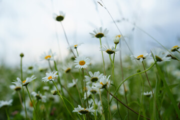 Floral background of white ox-eye daisies and grass blades in spring meadow. Seasonal natural sceneriesspring