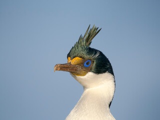 Imperial Shag also called King Shag, blue-eyed Shag, blue-eyed Cormorant showing nuptial plumage of...