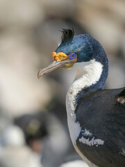 Imperial Shag also called King Shag, blue-eyed Shag, blue-eyed Cormorant showing nuptial plumage of the early mating season. South America, Falkland Islands, Saunders Island.