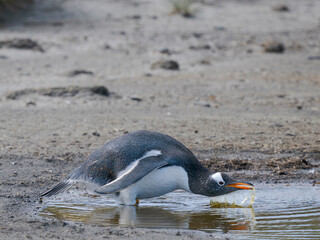 Gentoo Penguin drinking from freshwater pond. South America, Falkland Islands, Sea Lion Island.