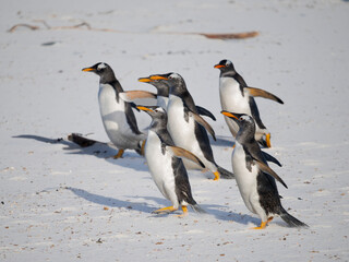 Gentoo Penguin on beach. South America, Falkland Islands, Sea Lion Island.