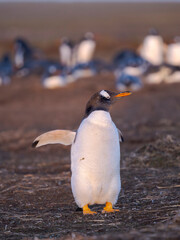 Gentoo Penguin. South America, Falkland Islands, Sea Lion Island.