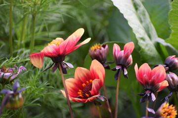 beautiful flowers in the garden © MARIA – Nature