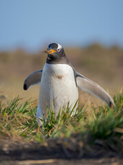 Gentoo Penguin with material for nest building. South America, Falkland Islands, Sea Lion Island.