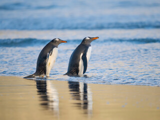 Gentoo Penguin during early morning at the coastline. South America, Falkland Islands, Saunders Island.