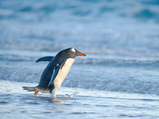 Gentoo Penguin during early morning at the coastline. South America, Falkland Islands, Saunders Island.