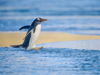 Obraz premium Gentoo Penguin during early morning at the coastline. South America, Falkland Islands, Saunders Island.