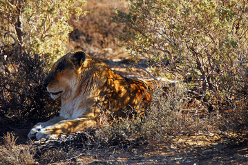 Africa- Safari- Close Up of a Lioness Resting in the Shade