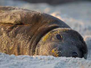 Pup of southern elephant seal during mating season on beach of Sea Lion Island. South America, Falkland Islands. © Danita Delimont