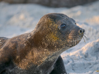 Pup of southern elephant seal during mating season on beach of Sea Lion Island. South America, Falkland Islands. © Danita Delimont