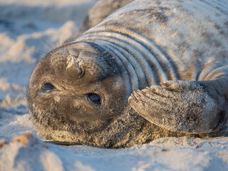 Pup of southern elephant seal during mating season on beach of Sea Lion Island. South America, Falkland Islands. © Danita Delimont