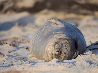 Weaned pup of southern elephant seal during mating season on beach of Sea Lion Island. South America, Falkland Islands. © Danita Delimont