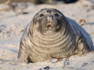 Weaned pup of southern elephant seal during mating season on beach of Sea Lion Island. South America, Falkland Islands. © Danita Delimont