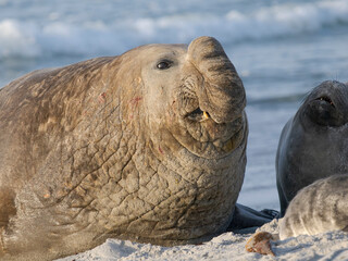 Dominant bull or beach master. Southern elephant seal during mating season on beach of Sea Lion Island. South America, Falkland Islands. © Danita Delimont