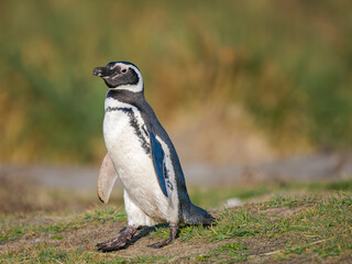Magellanic Penguin in typical Tussock Grass belt during spring. South America, Falkland Islands,...