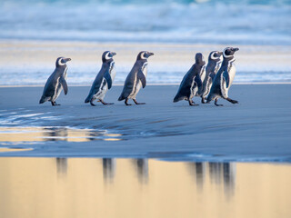 Magellanic Penguin walking to the sea during early morning at sunrise. South America, Falkland Islands, Saunders Island.