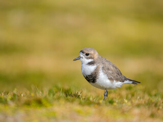 Fototapeta premium Two-banded plover on the coast at Volunteer Point. South America, Falkland Islands, East Falkland