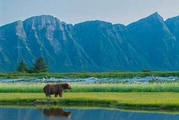 USA, Alaska. brown bear grazes in meadow, Katmai National Park