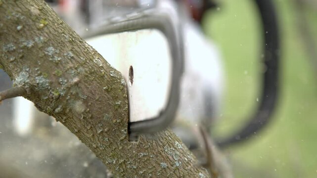Chainsaw cutting through tree limb slow motion
