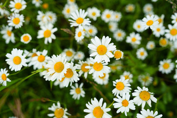 Floral background of white ox-eye daisies and grass blades in spring meadow. Seasonal natural sceneriesspring