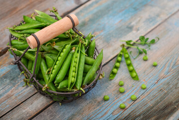 Pods of green peas in a metal basket
