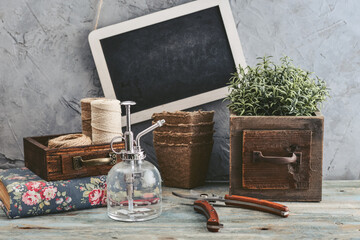 Gardening concept with  rosemary plant  and gardening tools