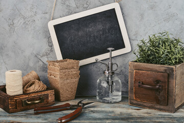 Gardening concept with  rosemary plant  and gardening tools