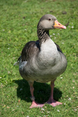 Graugans