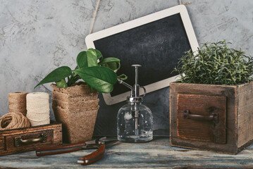 Gardening concept with  rosemary plant  and gardening tools