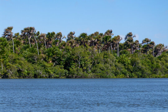 Buriti (Mauritia flexuosa)