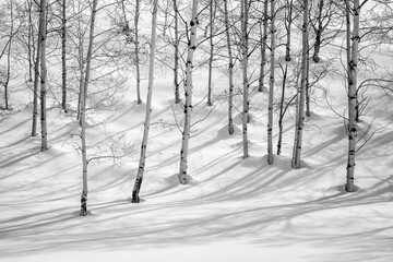 USA, Colorado, Routt County. Steamboat Springs, Bare aspen trees and shadows in winter, black and white