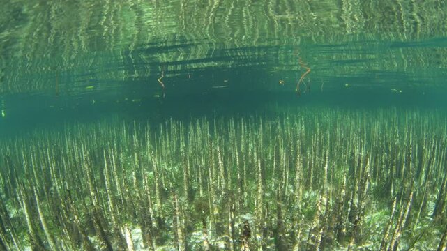 Spiky mangrove pneumatophores rise from the seafloor on the island of Lembata in the Lesser Sunda Islands of Indonesia. Mangroves play a vital ecological role and are tied to coral reefs.