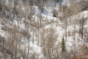 USA, Colorado, Routt County. Steamboat Springs, Aspen trees meet in a curving canyon