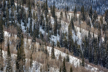 USA, Colorado, Routt County. Steamboat Springs, Aspen trees and conifers on mountain ridges