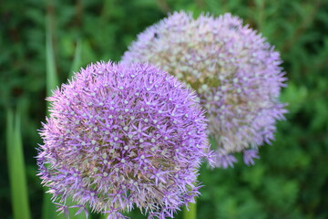Fototapeta premium a closeup shot of purple flowers in a field