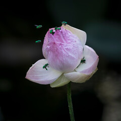 A Lotus flower, beginning to open, attracts the bright metallic green orchid bee, a Central...