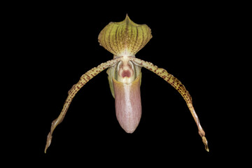 A hybrid Paphiopedilum orchid, native to Asia, shows off its unique pouch-shaped lip, lending to it...
