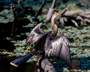 A female anhinga, a water bird that dives for its food, mostly fish, hangs out it's wings to dry.