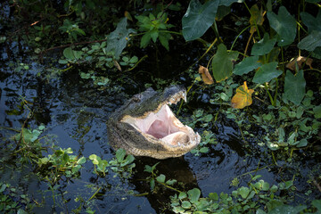 An alligator yawns, revealing its teeth and cavernous throat. Florida, USA.