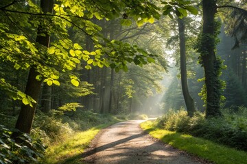 Obraz premium Sunlit Forest Path: A Serene Woodland Walk