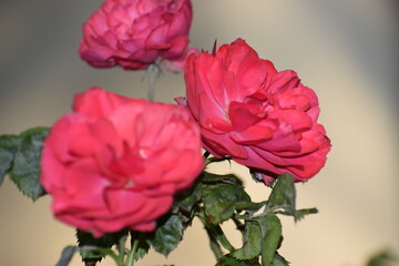 beautiful red roses in the garden