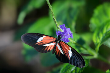 The Piano Key butterfly is one of the Heliconius butterflies, or longwings, and are found mostly in the neotropics of South and Central America.