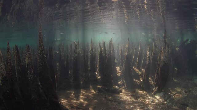 Beams of light filter into a dark mangrove forest found along the island of Lembata in the Lesser Sunda Islands of Indonesia. Mangroves play a vital ecological role and are tied to coral reefs.