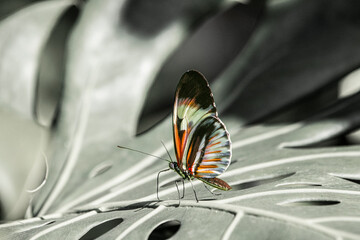 The Piano Key butterfly is one of the Heliconius butterflies, or longwings, and are found mostly in the neotropics of South and Central America.