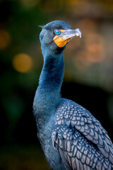 The portrait of a breeding double-crested cormorant, with bright blue-green eyes and yellow lores.