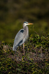 A great blue heron stands above its nest built in the top of a pond apple tree growing out of a swamp.